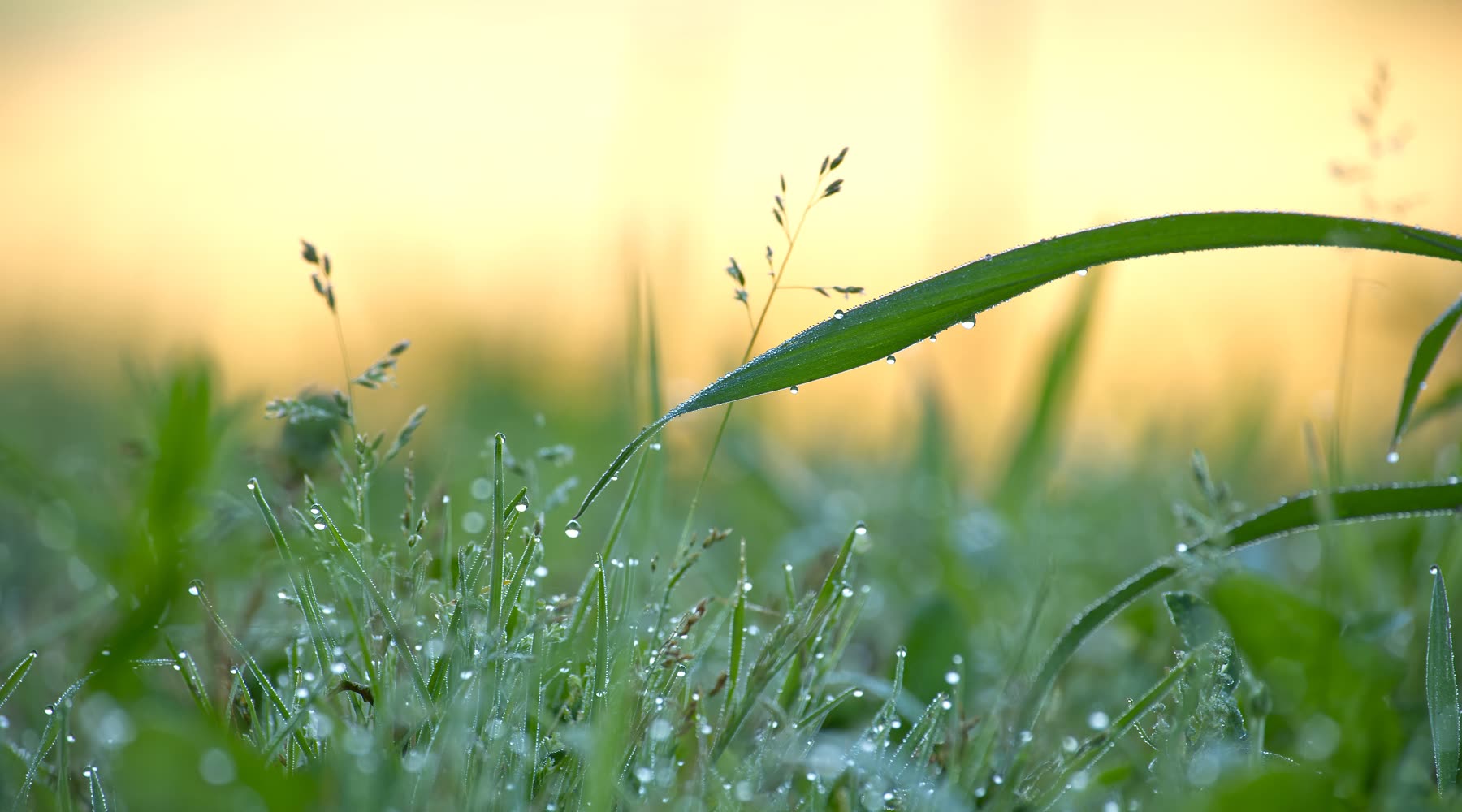 Dew on grass in the morning
