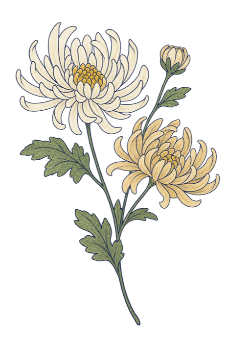 白と淡い黄の菊の絵