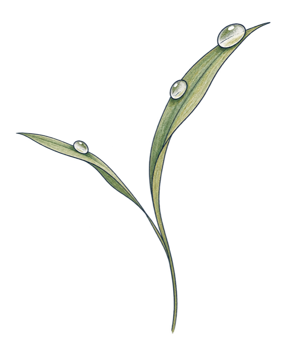 露ののった草の葉の絵