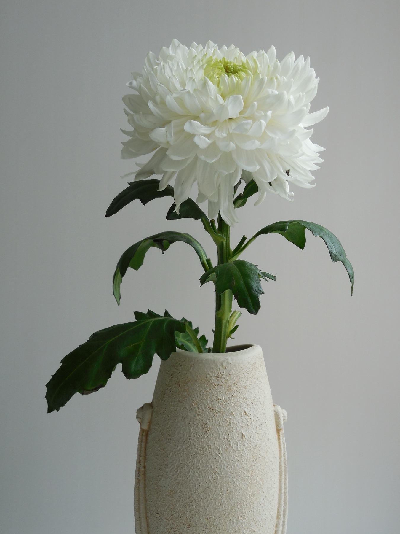花びんに挿した白い菊一輪