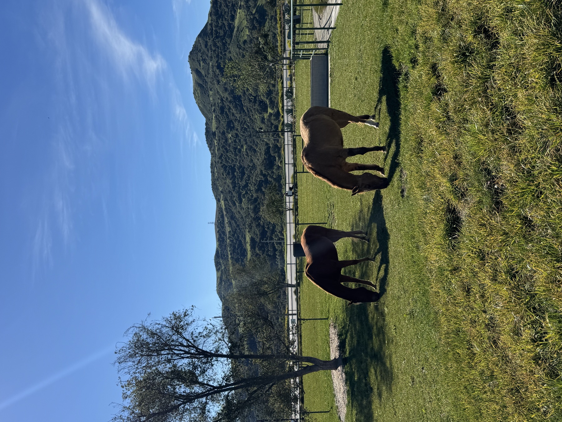 秋の空の下で草を食べる二頭の馬