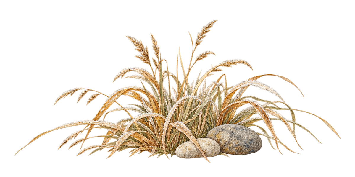 霜のついた枯れ草と石の絵